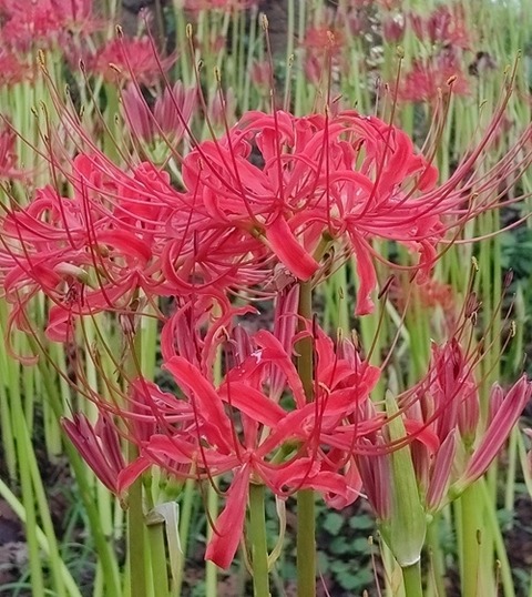 IMG_20240926_135902_20240927081308_20240927083059_20240927083830