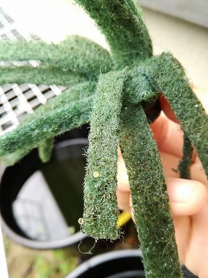 mebinaran