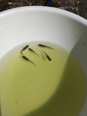 sairan