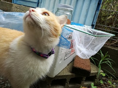 maru