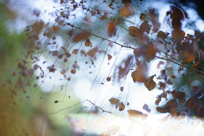 α7IIのシャッター幕が壊れました。 : ZEISSレンズとかなんとか