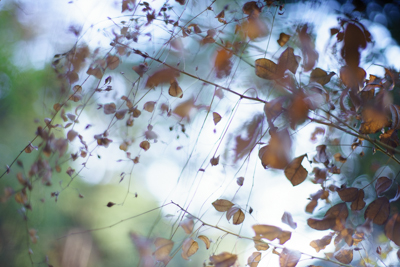 α7IIのシャッター幕が壊れました。 : ZEISSレンズとかなんとか