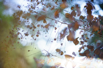 α7IIのシャッター幕が壊れました。 : ZEISSレンズとかなんとか