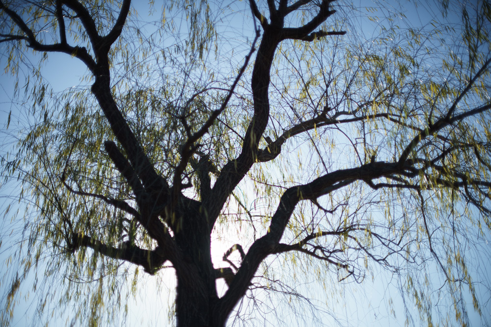 レンズ探求 #30 RE GN TOPCOR M 50mm F1.4の再評価 : ZEISSレンズとか