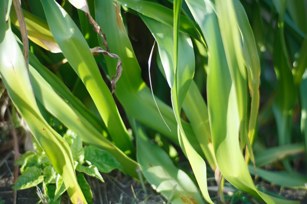 Planar 85mm F1.4 AEG MMJ 比較撮影 その2（フードあり） : ZEISS