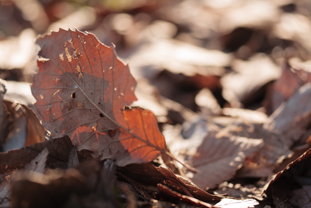 S-Planar 100mm F4 Bellowsについてのまとめ : ZEISSレンズとかなんとか