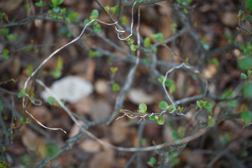 Vario-Sonnar 28-70mm F3.5-4.5 MMJ : ZEISSレンズとかなんとか