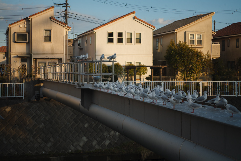 Vario-Sonnar 28-70mm F3.5-4.5 MMJ : ZEISSレンズとかなんとか