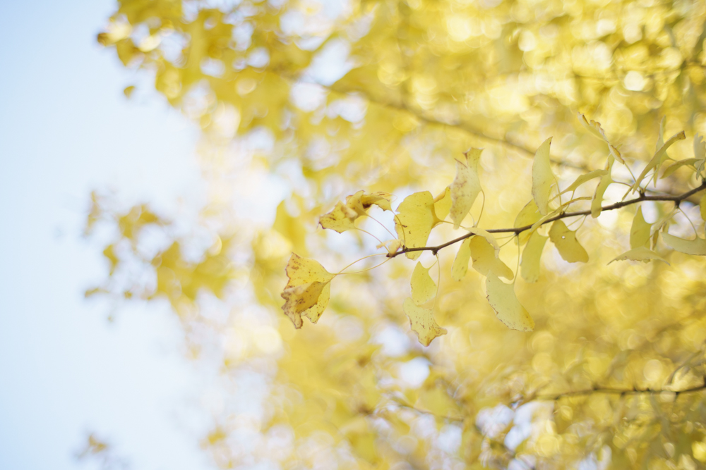 レンズ探求 #40 New FD50mm F1.4 野外比較 : ZEISSレンズとか レンズ探求 #40 New FD50mm F1.4 野外比較 : ZEISSレンズとか