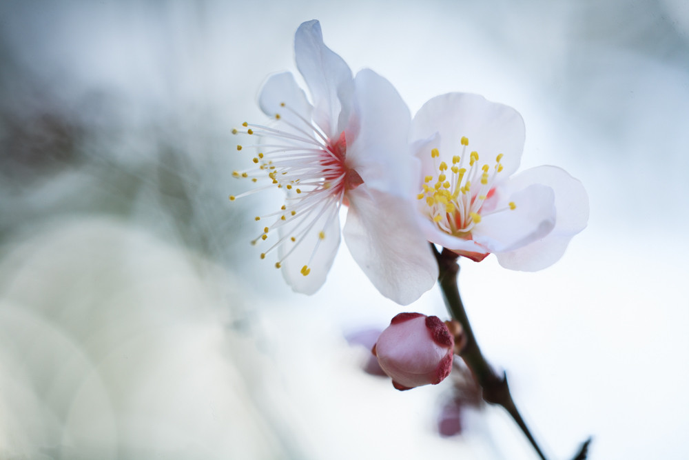 Apo-Makro-Planar 120mm F4 詳細解説 : ZEISSレンズとかなんとか