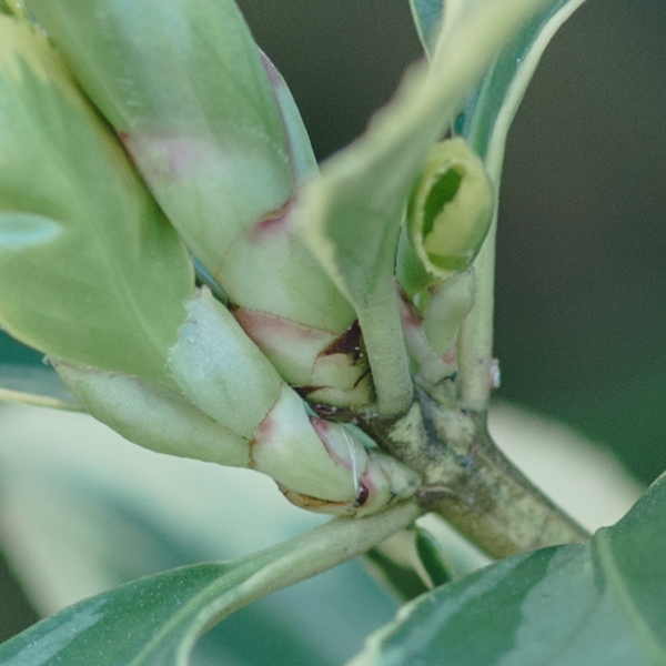 Apo-Makro-Planar 120mm F4はどれくらい解像するのか？ : ZEISS