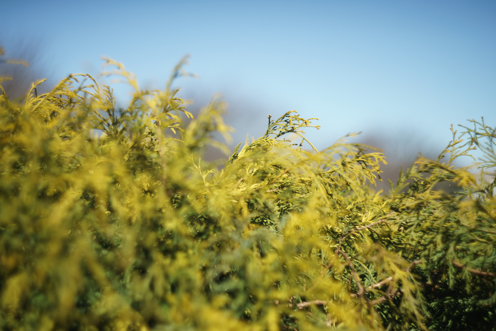 分解清掃済 Helios-44-2 58mm f2 ぐるぐるボケ 15 オールドレンズの