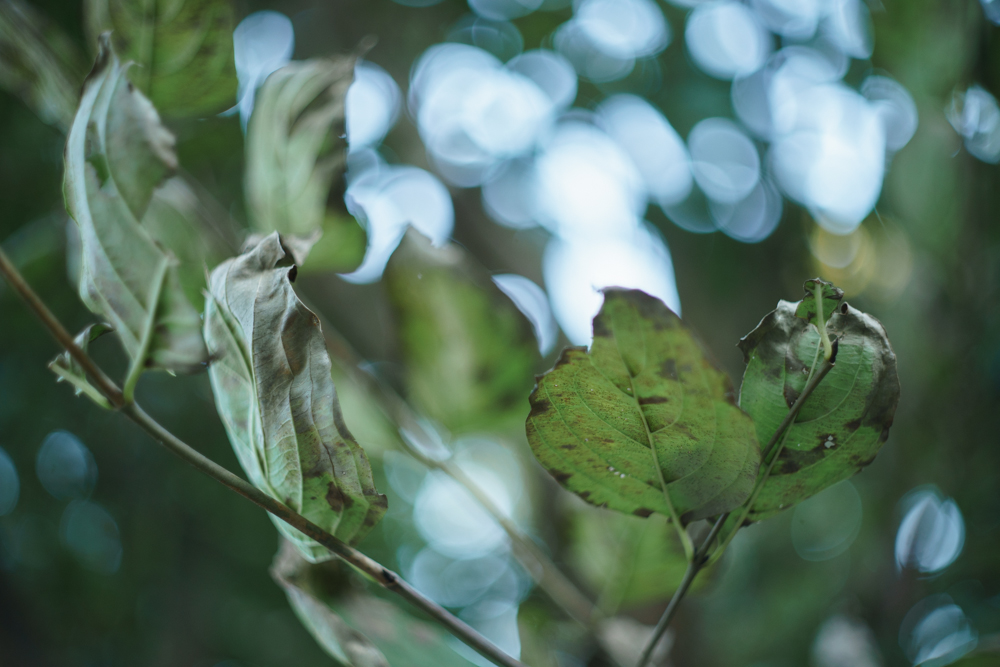 レンズ探求 #8 Pancolar 50mm F1.8 野外比較 : ZEISSレンズとかなんとか