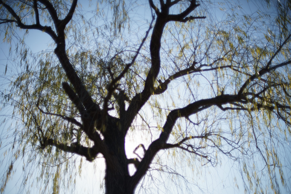 レンズ探求 #30 RE GN TOPCOR M 50mm F1.4の再評価 : ZEISS レンズ探求 #30 RE GN TOPCOR M 50mm F1.4の再評価 : ZEISS