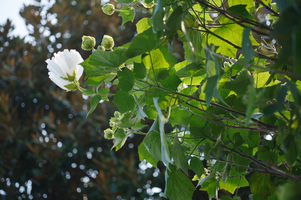 Vario-Sonnar 28-70mm F3.5-4.5 MMJ : ZEISSレンズとかなんとか