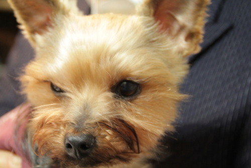 IMG_2133110220b-IMG_