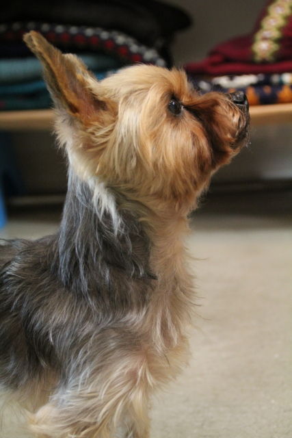 IMG_8504201101016--IMG_