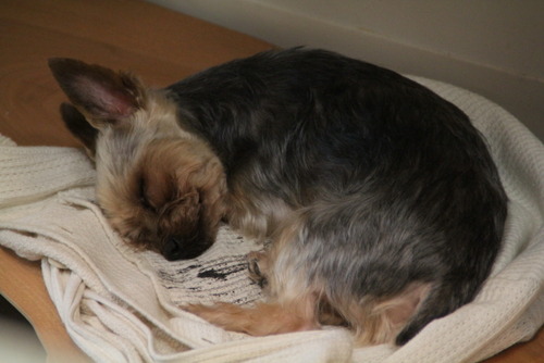 IMG_7600201100821--IMG_