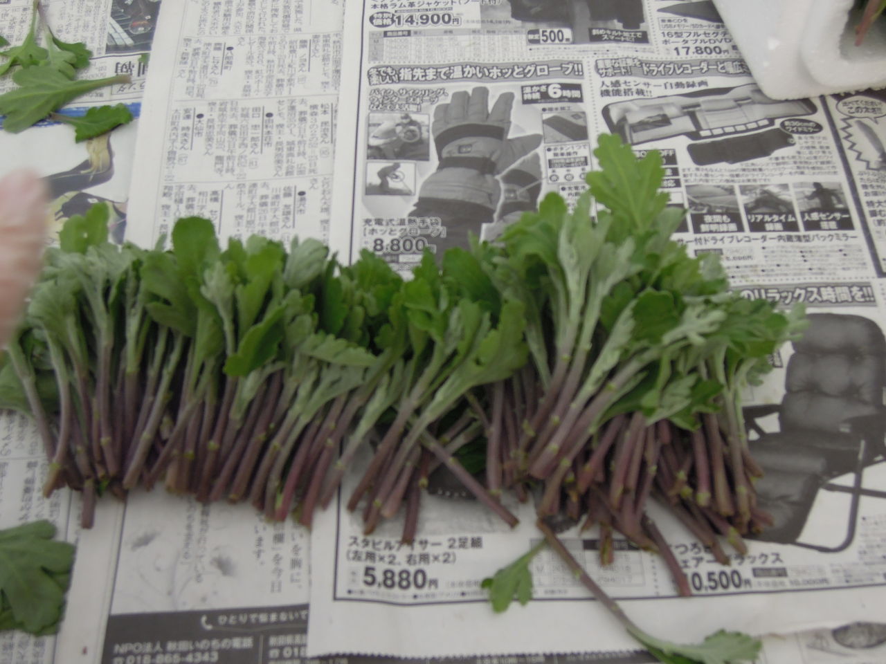 菊種苗センター 下中期生の広場