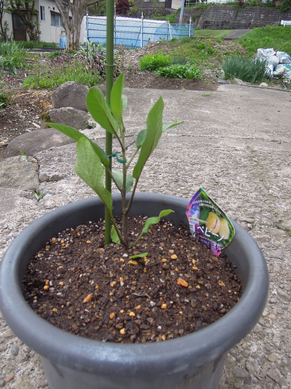 ペピーノ　苗　果実　沖縄フルーツ　植物・果樹・食用 ペピーノ 苗 果実 沖縄フルーツ 植物・果樹・食用 ペピーノの果樹実が