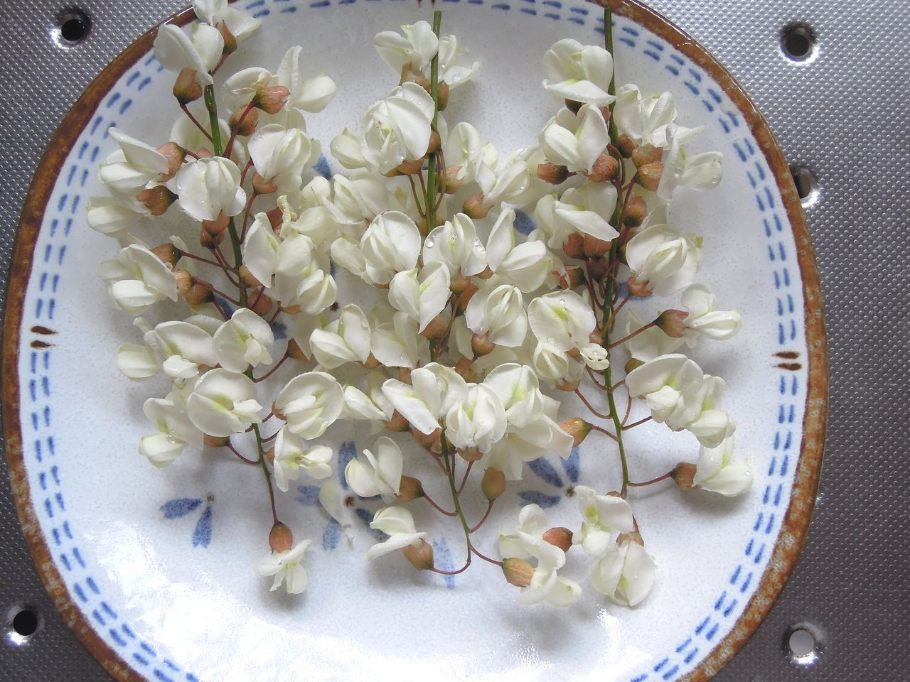 アカシアの花を食べる 下中期生の広場 アカシアの花を食べる 下中期生の広場