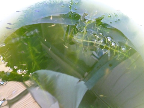 P1100365