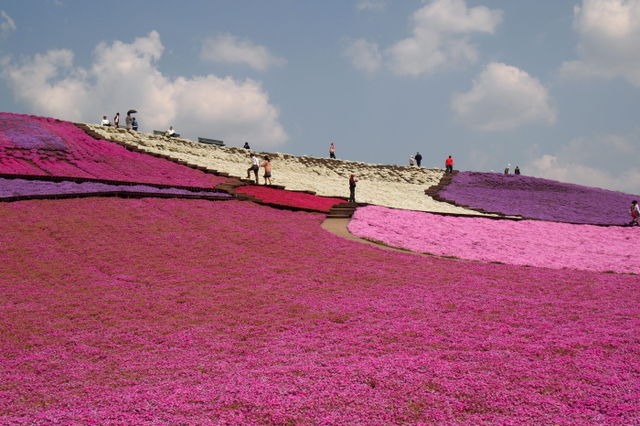 東京ドイツ村の芝桜 くさぶえのみち