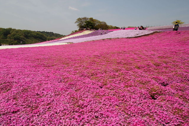 東京ドイツ村の芝桜 くさぶえのみち