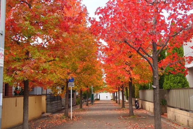 モミジバフウ並木 くさぶえのみち