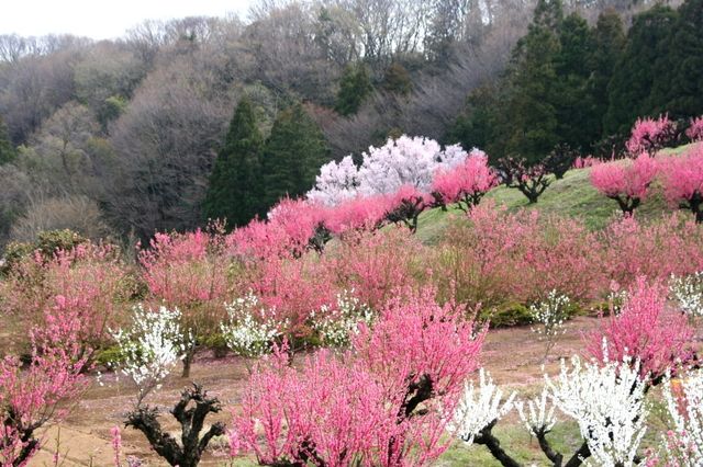 花桃の丘 くさぶえのみち