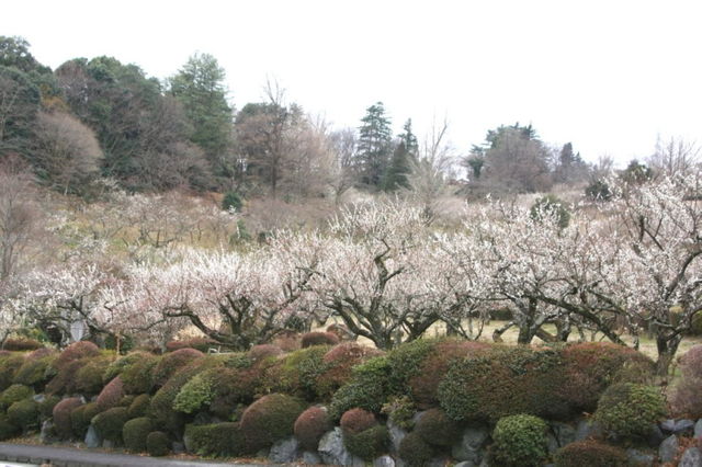 辻村植物公園の梅林 くさぶえのみち 辻村植物公園の梅林 くさぶえのみち