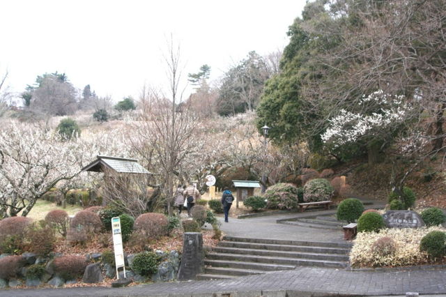 辻村植物公園の梅林 くさぶえのみち 辻村植物公園の梅林 くさぶえのみち