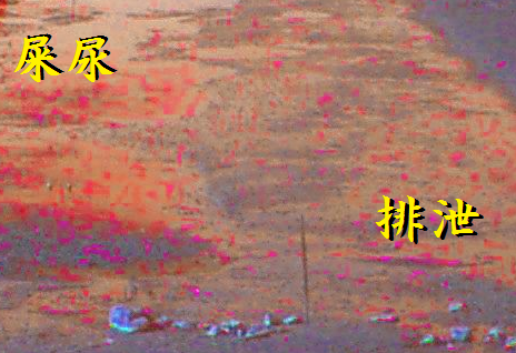 屎尿(しにょう)排泄(はいせつ)