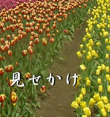 イメージ 5