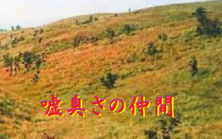 嘘臭さの仲間