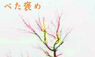 べた褒め