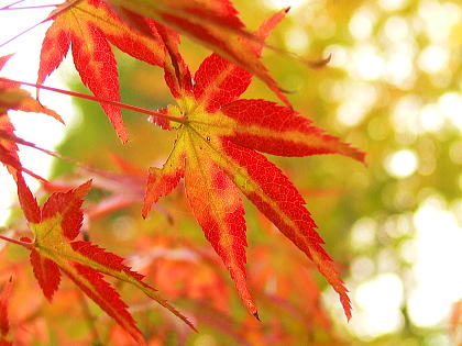 色付き始めた紅葉たち
