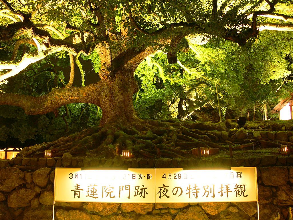 青蓮院門跡の前