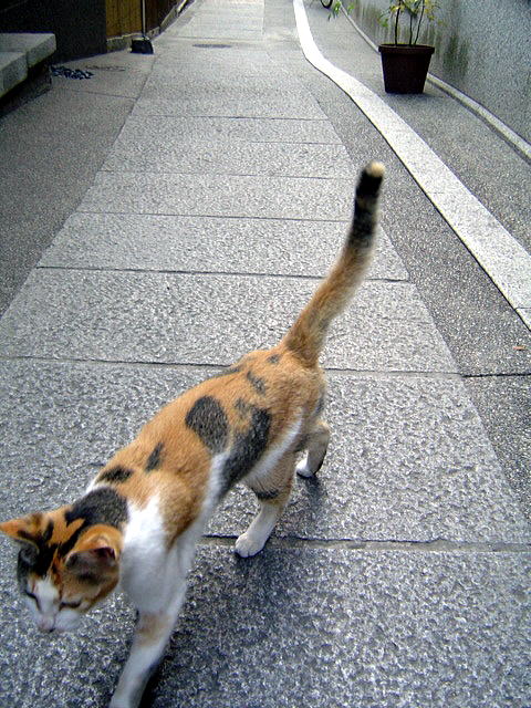 ねぇ、遊んでよぉ♪