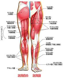 ボールに勢いを与える股関節の機能 ソフトテニス部 部活運営のヒント ボールに勢いを与える股関節の機能 ソフトテニス部 部活運営のヒント