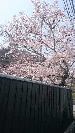 魚崎廊_桜