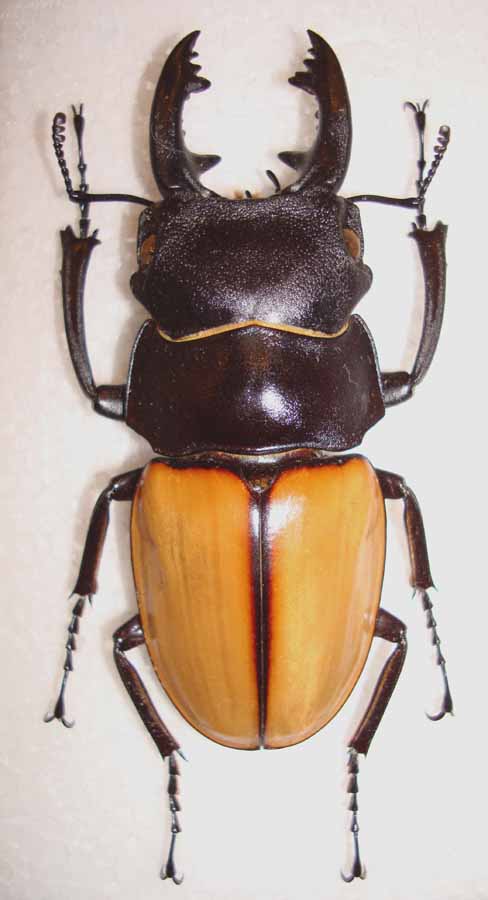 今日の昆虫12（Odontolabis castelnaudi mentawaiensis) : 今日の昆虫