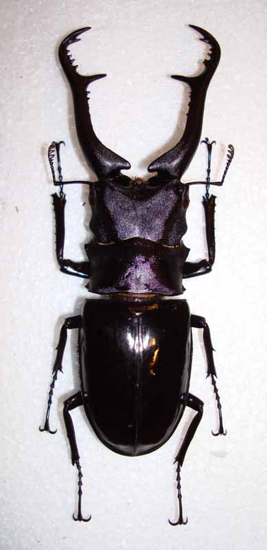 今日の昆虫6（Prosopocoilus giraffa makitai ） : 今日の昆虫