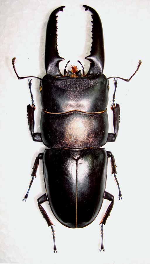 今日の昆虫23(Dorcus titanus castanicolor) : 今日の昆虫