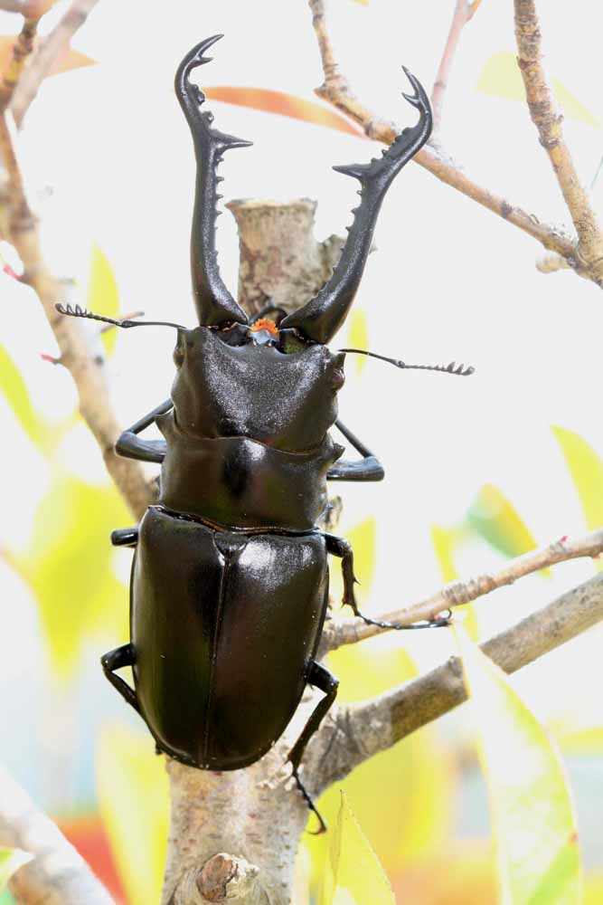 ギラファノコギリクワガタ ボロブドゥール 野外品 日昆会長 諸記