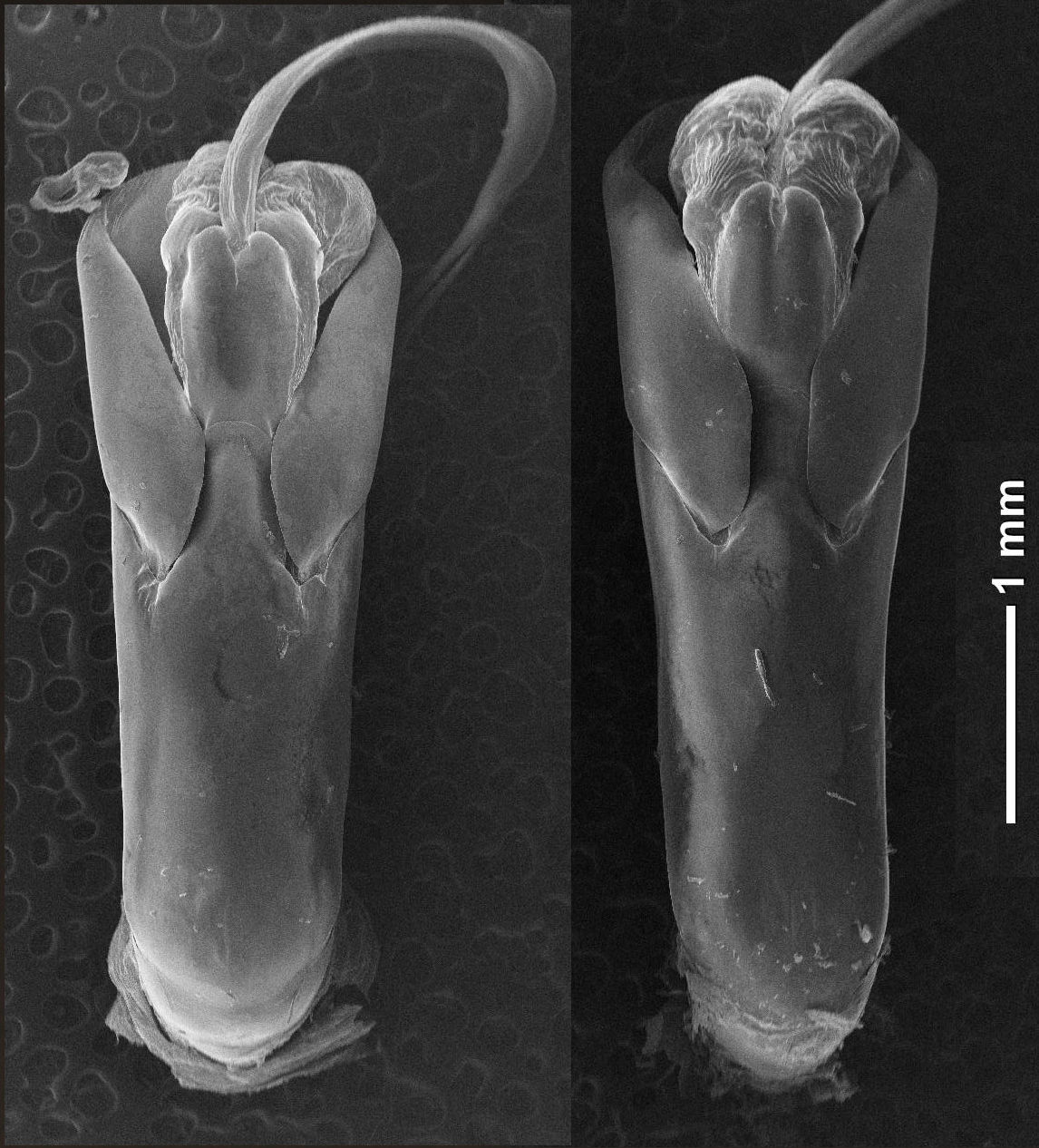 今日の昆虫 クワガタムシ