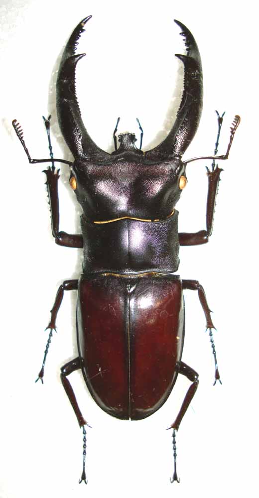 今日の昆虫96(Hexarthrius rhinoceros chaudoiri) : 今日の昆虫