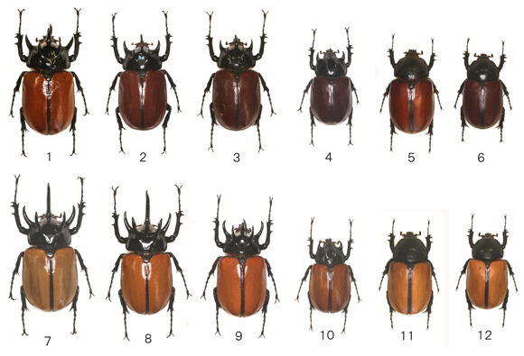 Fig1-Fig12改訂