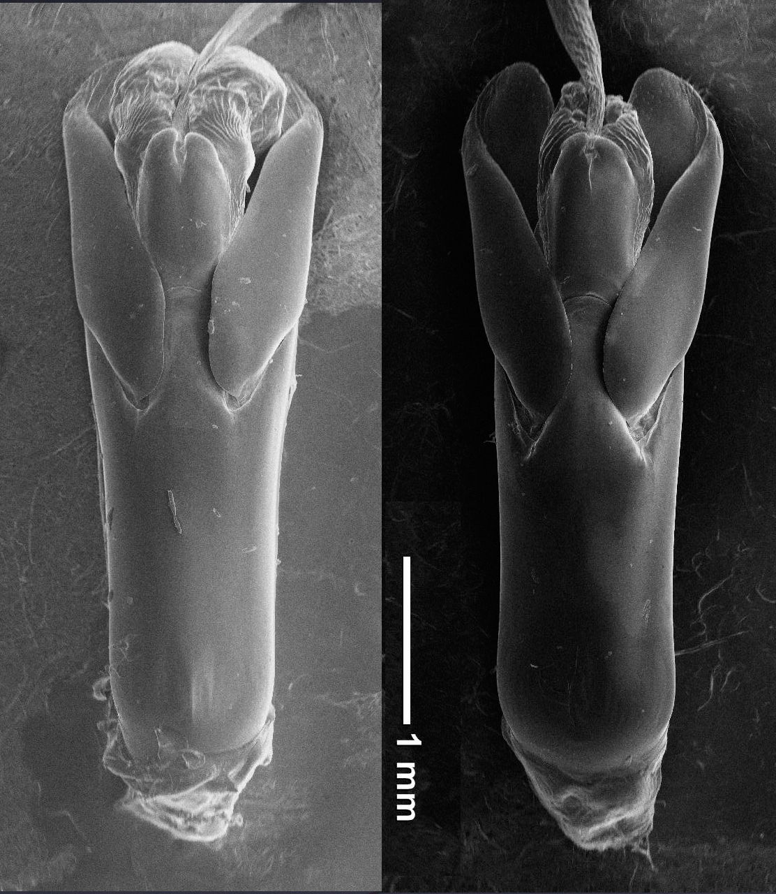 今日の昆虫 クワガタムシ