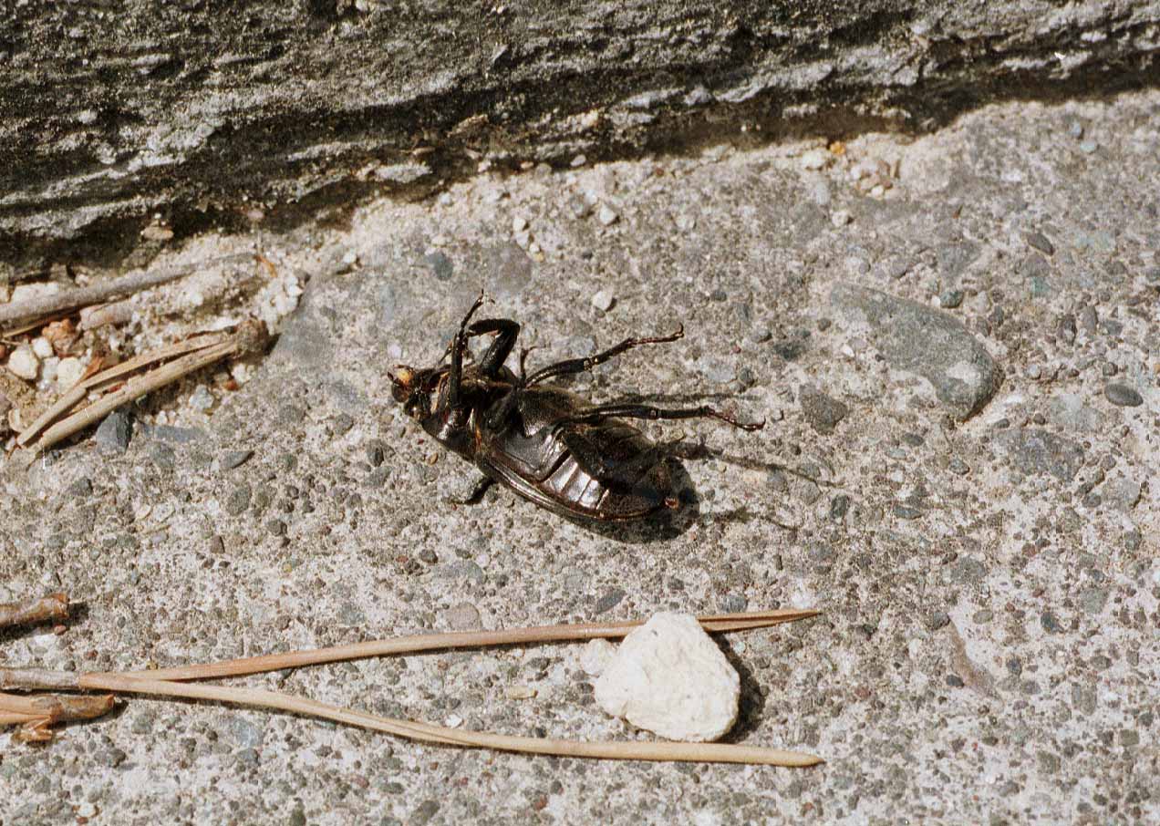 ミクラミヤマクワガタ1♂（神津島産：規制前野外採集品）① 神津島